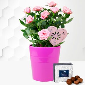 Classic Mother's Day Rose - Mother's Day Plants - Mother's Day Plant Gifts - Pink Rose Plant