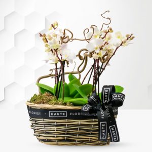 Luxury Orchid Basket