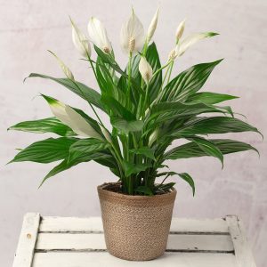 Peace Lily Plant