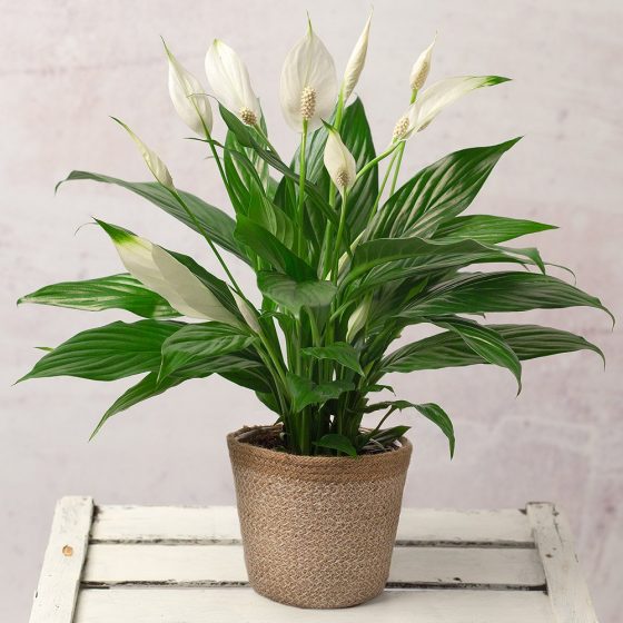 Peace Lily Plant | Beautiful & Affordable House Plants