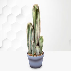 Potted Cactus 23inch