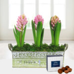 Fragrant Hyacinths - Free Chocs