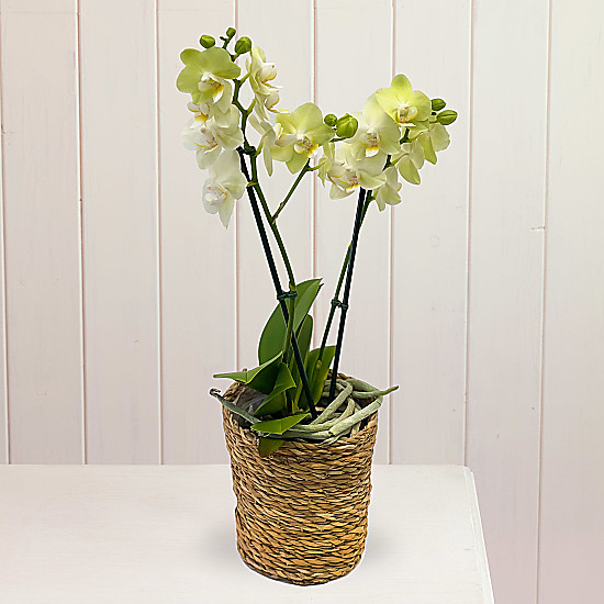 M&S, Tesco or Waitrose House Plants Delivery? Try These...