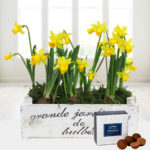 Grande Daffodils - Free Chocs