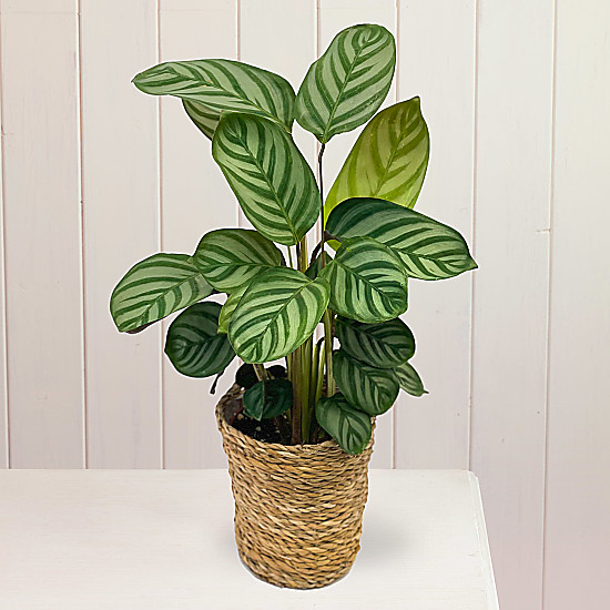 Tiger Leaf | Beautiful & Affordable House Plants