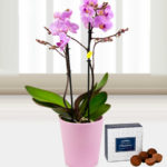 Twin Phalaenopsis Orchids - Free Chocs