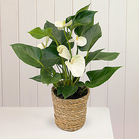 M&S, Tesco or Waitrose House Plants Delivery? Try These...