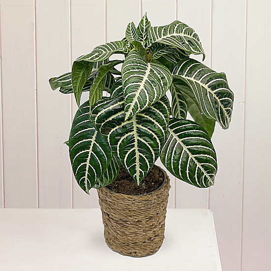 Zebra Plant Beautiful & Affordable House Plants