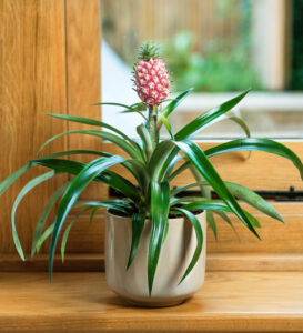 Pink Pineapple Plant