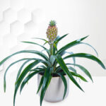 Spring Pineapple Plant
