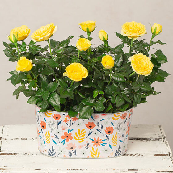 Yellow Rose Duo Beautiful & Affordable House Plants