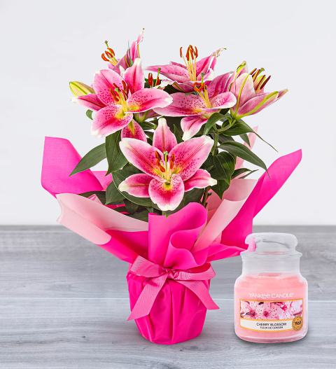 Lovely Lily Gift | Beautiful & Affordable House Plants