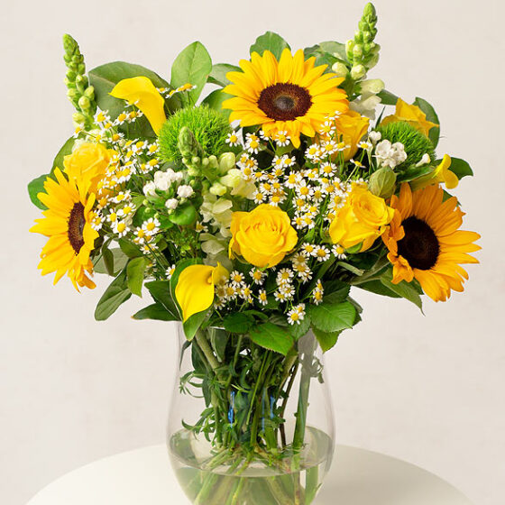 Sunflower Sensation Beautiful & Affordable House Plants