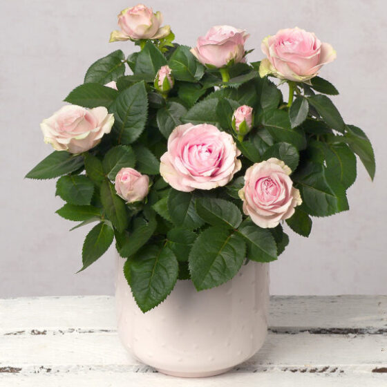 Pink Rose in Ceramic Pot Beautiful & Affordable House Plants