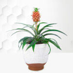 Pink Pineapple Plant