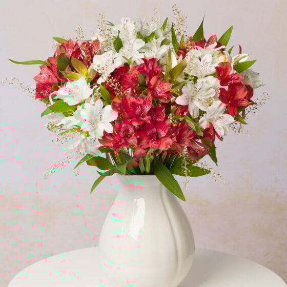 Christmas Alstroemeria Beautiful & Affordable House Plants