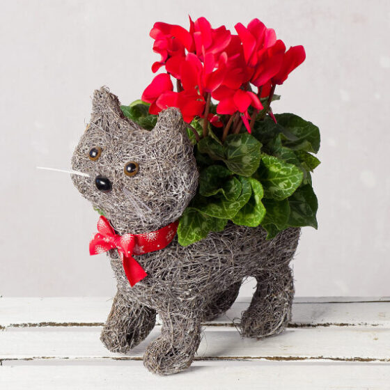 Cyclamen Cat Planter Beautiful & Affordable House Plants