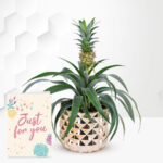 Golden Pineapple Plant with Card