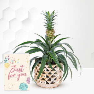Golden Pineapple Plant with Card