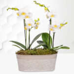 Lavishly Luxury Orchid