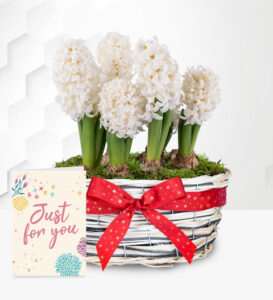 Winter Hyacinth Bakset with Card