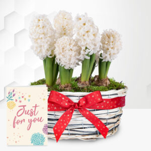 Winter Hyacinth Bakset with Card
