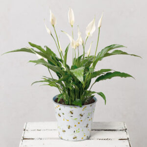 Peace Lily in Bee Pot