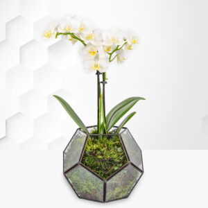Deluxe Glass Orchid