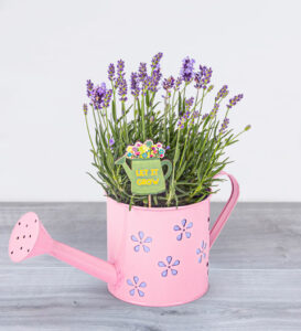 Lavender Plant in Pink Watering Can - Plant Delivery - Plant Gifts - Send Plants - Indoor Plants