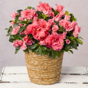 Pink Azalea in Seagrass Pot