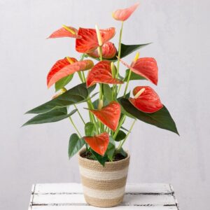 Coral Anthurium in Jute Pot