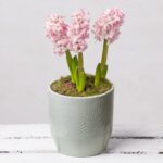 Hyacinth Bulb Planter