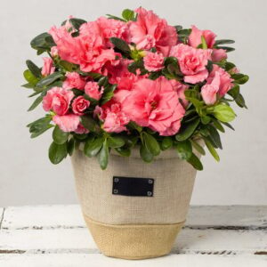 Pink Azalea in Fabric Pot