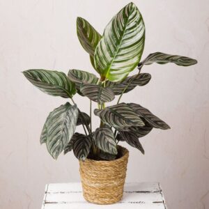 Pinstripe Calathea In Seagrass Pot