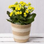 Yellow Kalanchoe In Jute Pot