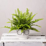 Boston Fern in Ceramic Face Pot