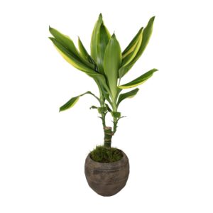 Dracaena