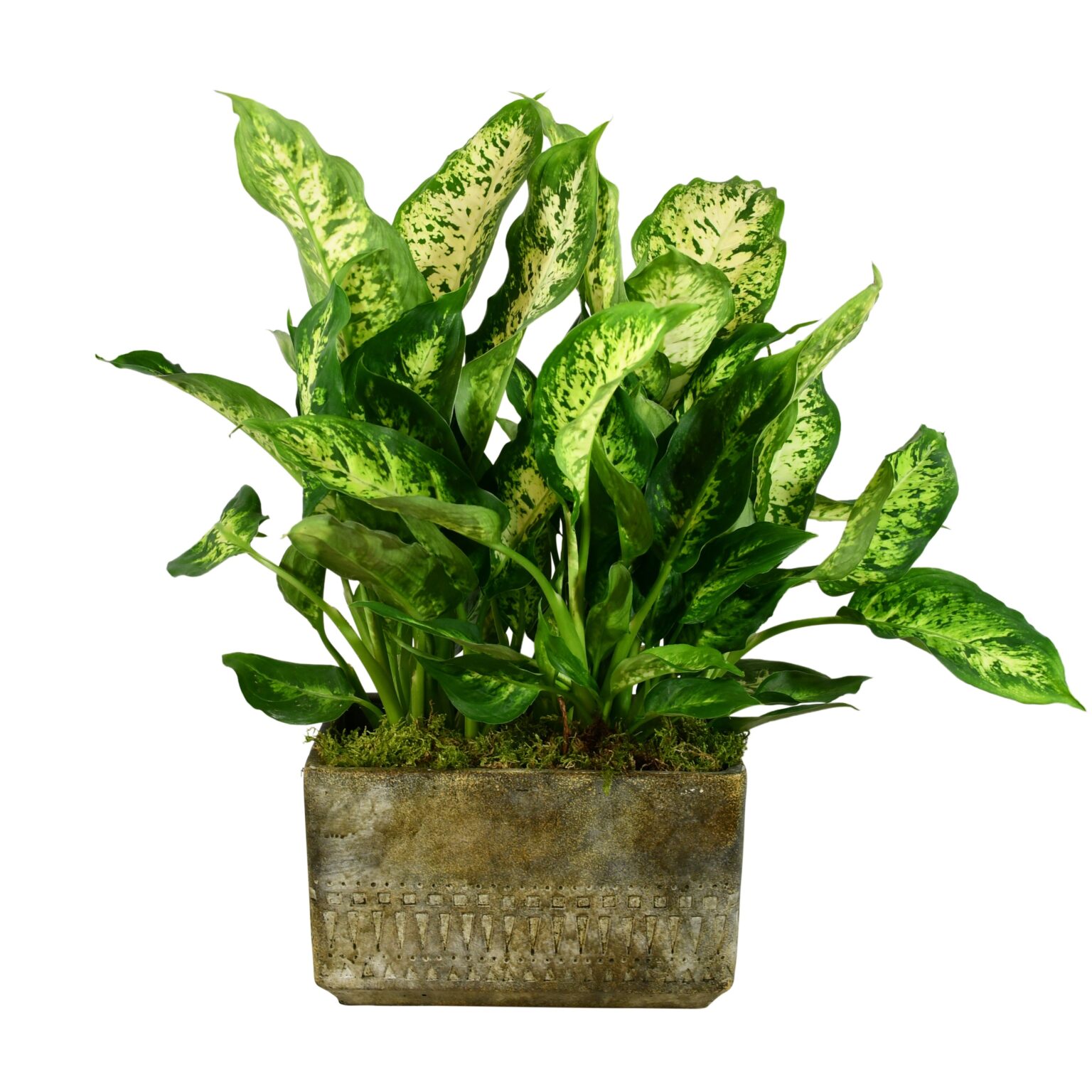 10 Best Indoor Plants for Dark Rooms in the UK (Low Light Houseplants ...