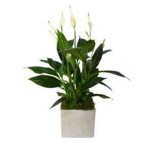 Peace Lily