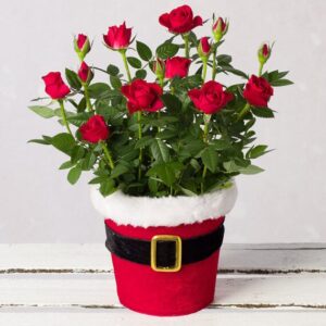 Red Rose in Santa Pot