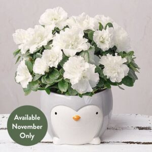 White Azalea in Ceramic Penguin Pot