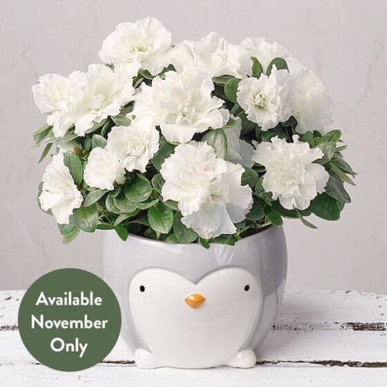 White Azalea in Ceramic Penguin Pot