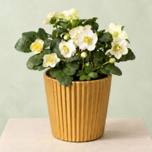 Christmas Helleborus In Gold Zinc Pot